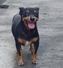 Foto de Rocky